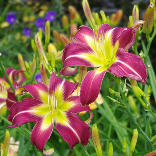 Hemerocallis Shadow Passage
